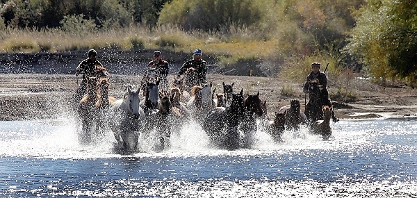 Les chevaux